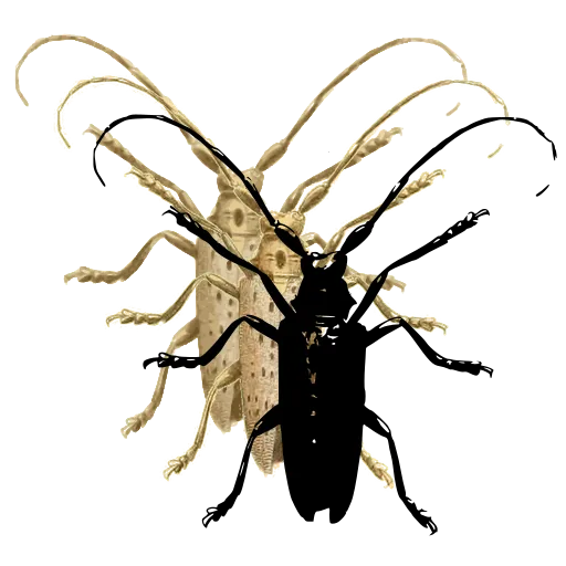Long-horned beetle 06