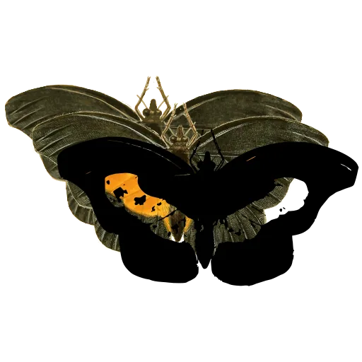 Butterfly with pale patches 01