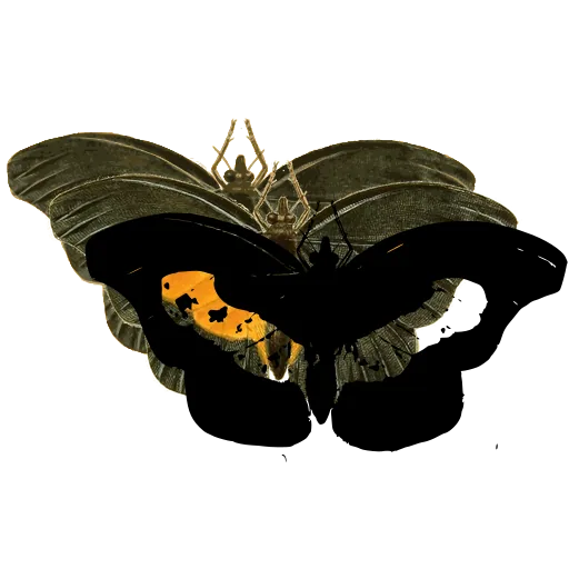 Butterfly with pale patches 01