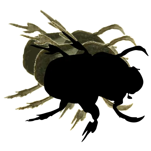 Round dung beetle 02