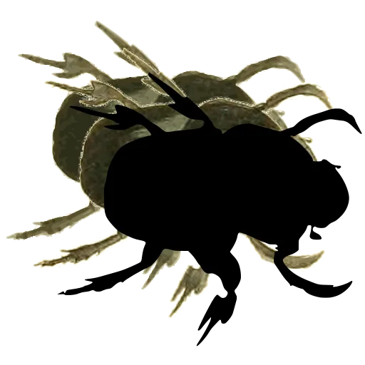 Round dung beetle 02