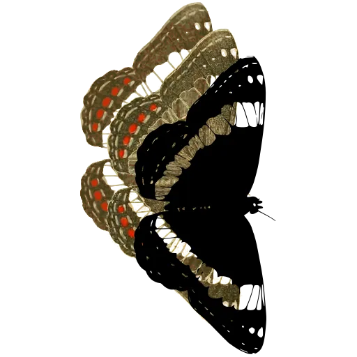 Banded butterfly in side view 02