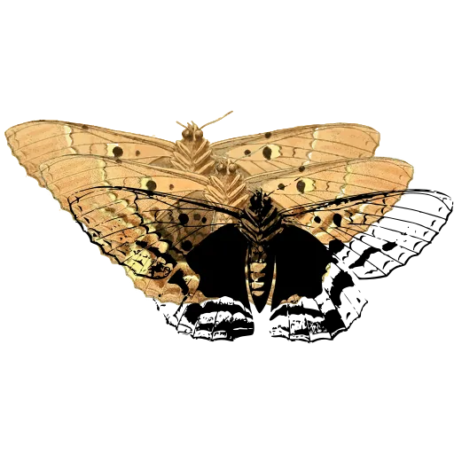 Marbled butterfly 01