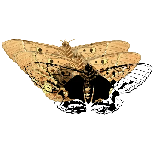Marbled butterfly 01