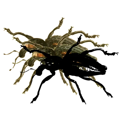 Weevil