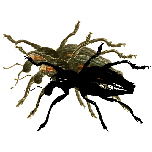 Weevil