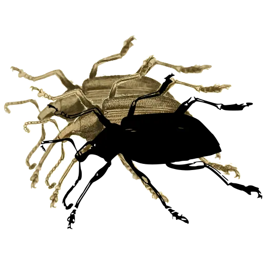 Weevil in side view 02