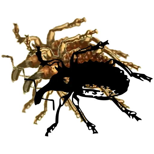 Spotted weevil 01