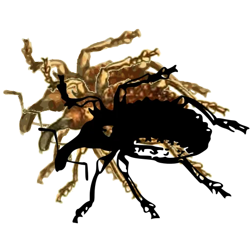 Spotted weevil 01