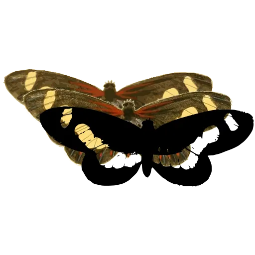 Banded butterfly 04
