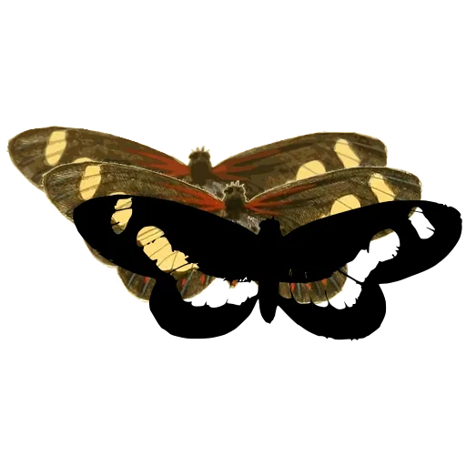Banded butterfly 04