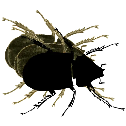 Stag beetle 02
