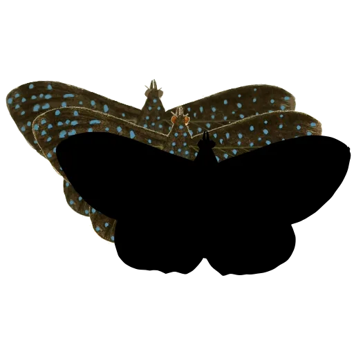 Dark butterfly 03