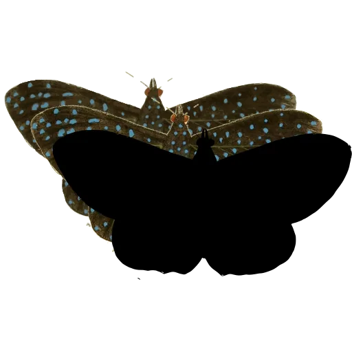 Dark butterfly 03