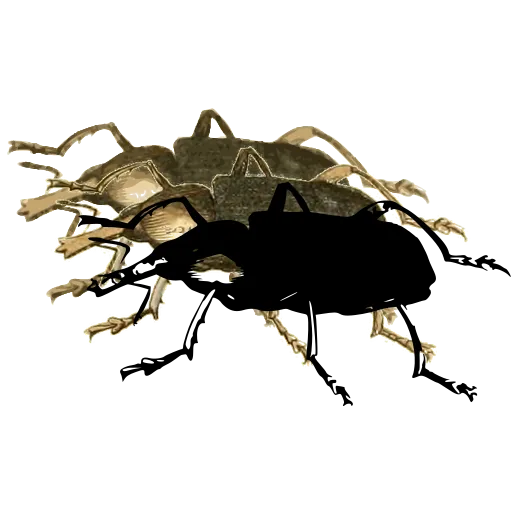 Weevil in side view 03