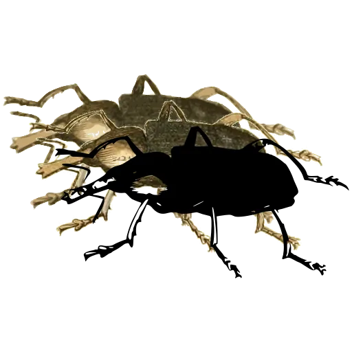 Weevil in side view 03