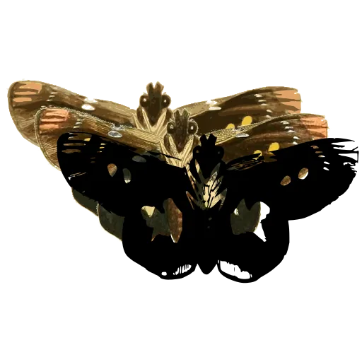 White-patched butterfly 01