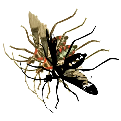 Ichneumon wasp 03