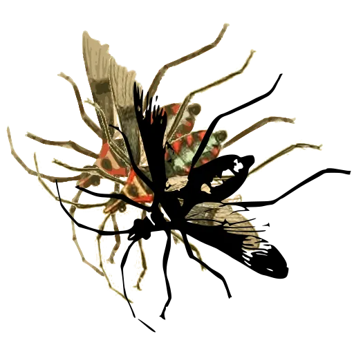 Ichneumon wasp 03