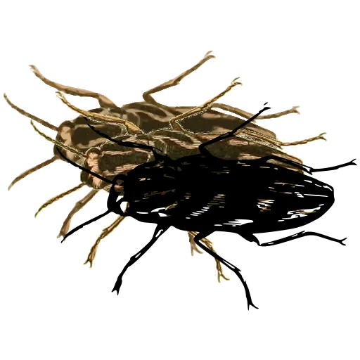 Water beetle