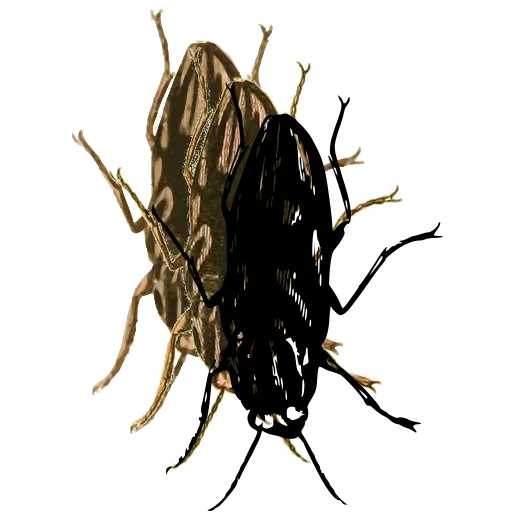 Water beetle