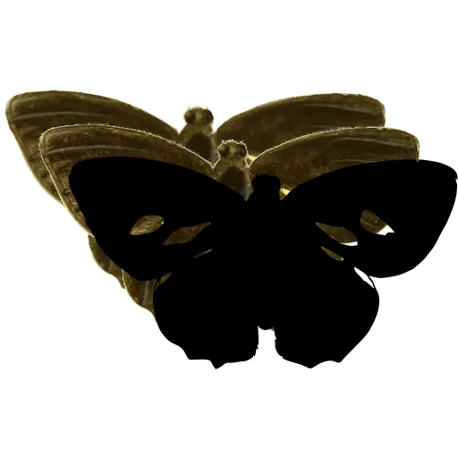 Spotted skipper butterfly 02