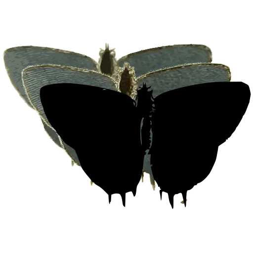 Dark tailed butterfly