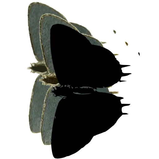 Dark tailed butterfly