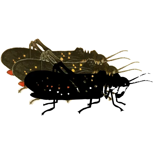 Spotted grasshopper