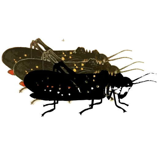 Spotted grasshopper