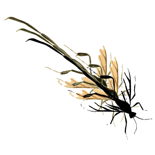 Crane fly