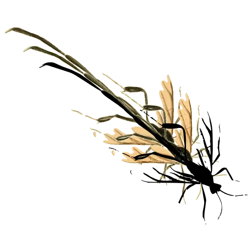 Crane fly