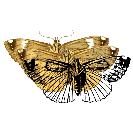 Veined pale moth