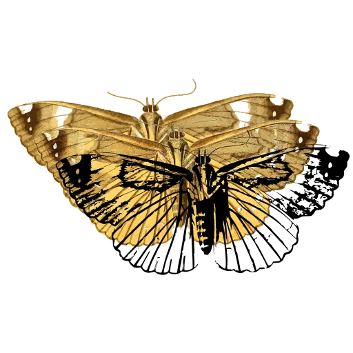 Veined pale moth
