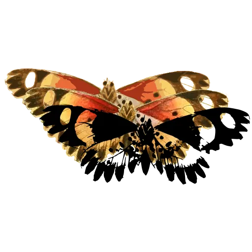 Spotted moth 03