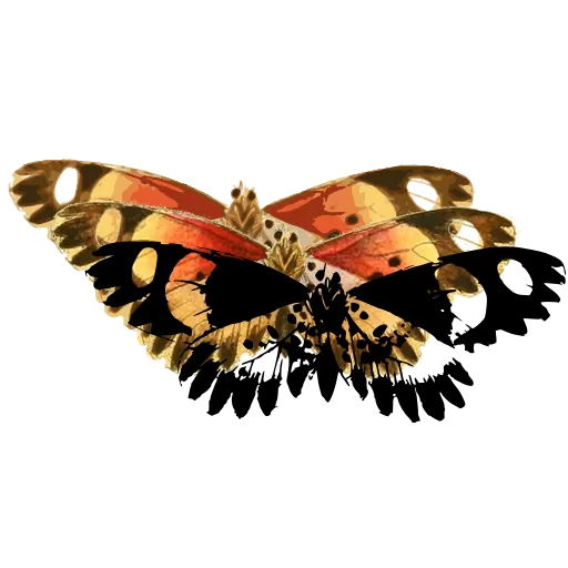 Spotted moth 03