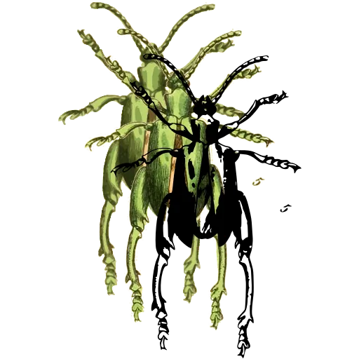 Long-legged beetle 01