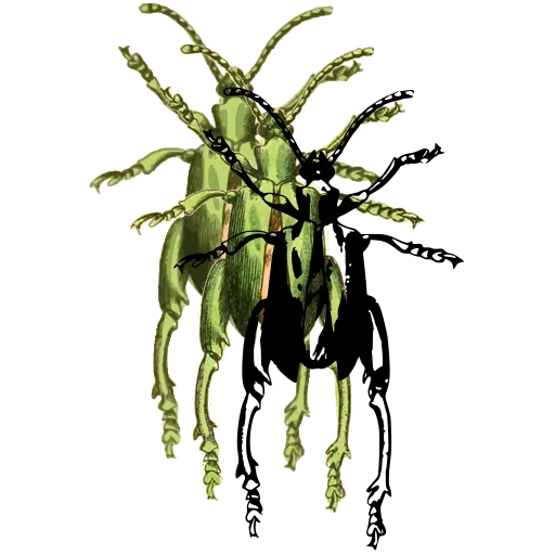 Long-legged beetle 01