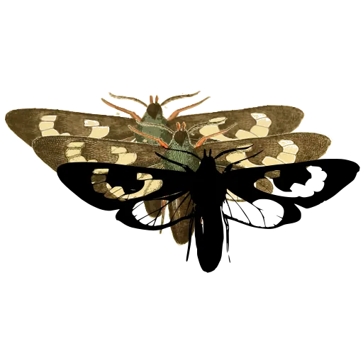 Patterned moth 01