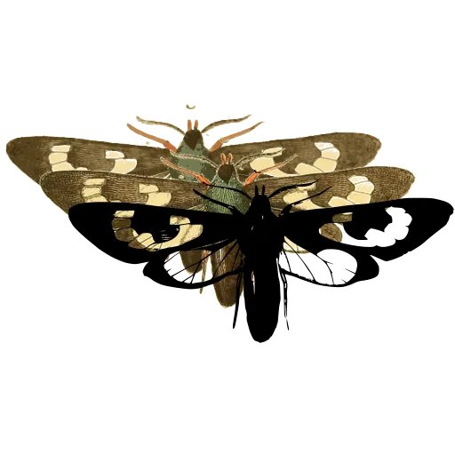 Patterned moth 01