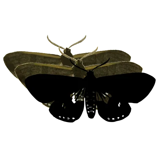 Dark moth with banded body 02