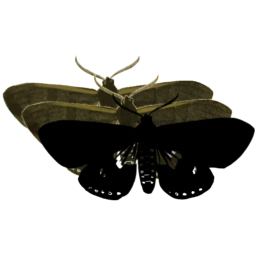 Dark moth with banded body 02