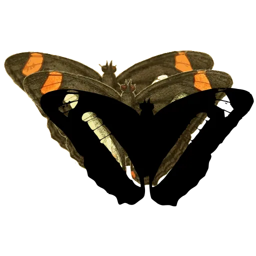 Banded dark butterfly