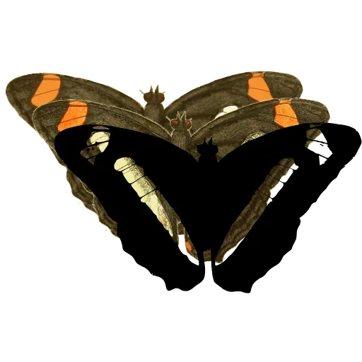 Banded dark butterfly