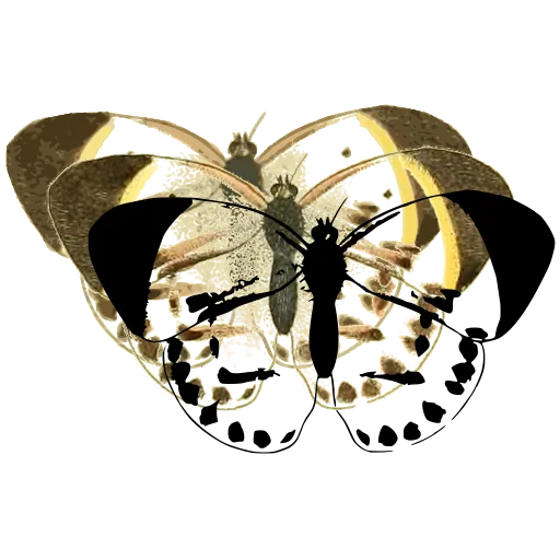 Spotted white butterfly 01