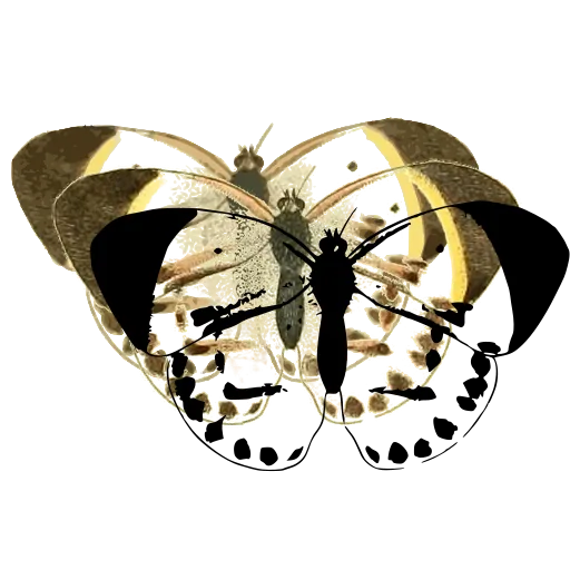 Spotted white butterfly 01