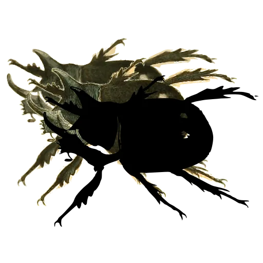 Rhinoceros beetle 02