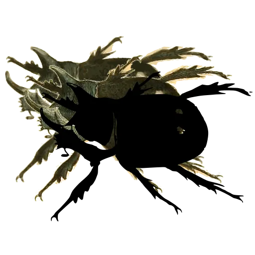 Rhinoceros beetle 02