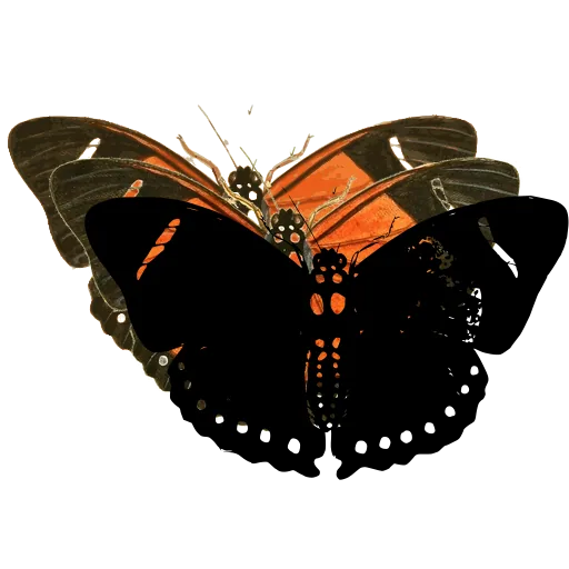 Dotted dark butterfly 02
