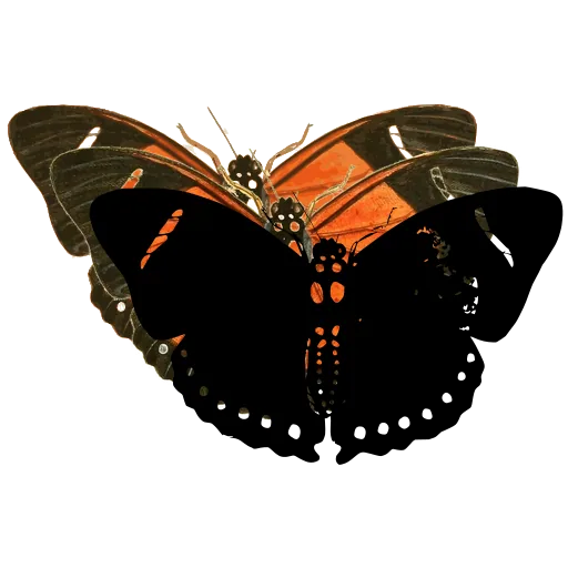 Dotted dark butterfly 02